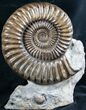 Huge Coroniceras Ammonite Display - France #8252-1